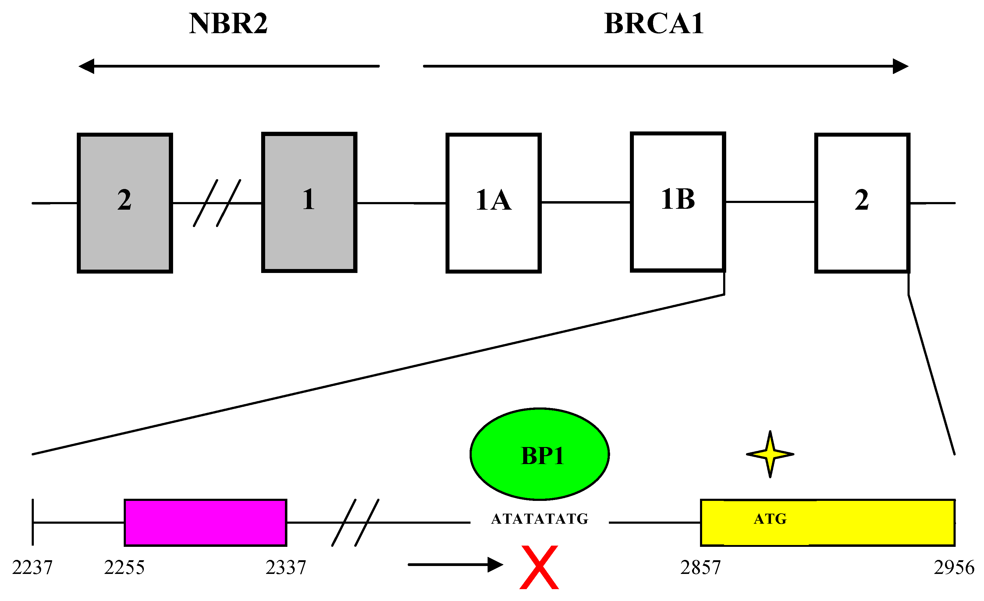 Int J Biol Sci Image