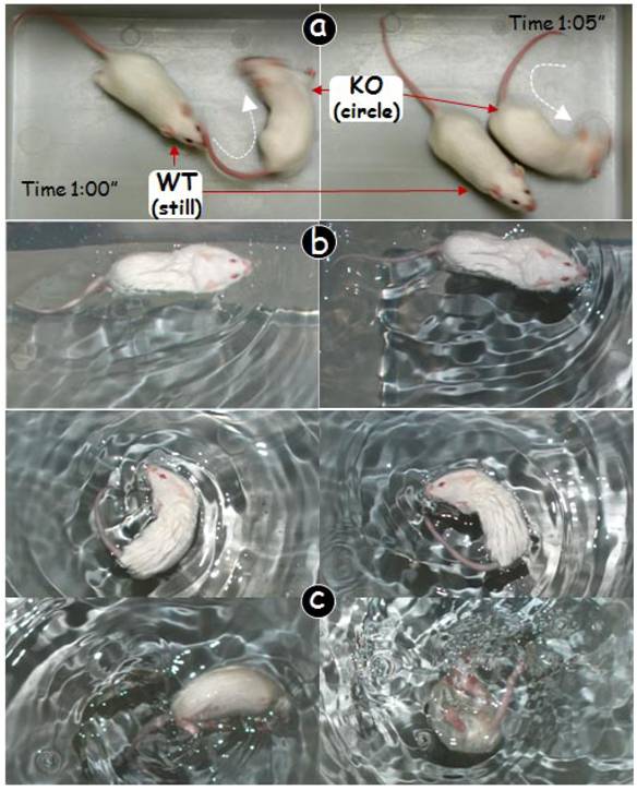 Int J Biol Sci Image