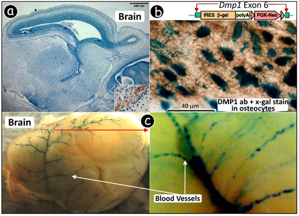 Int J Biol Sci Image