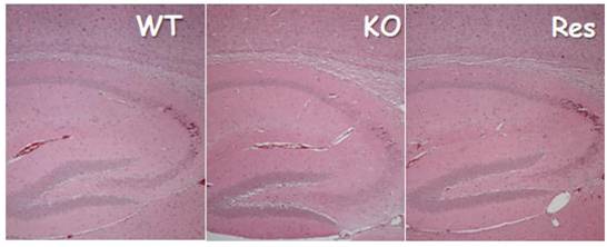 Int J Biol Sci Image