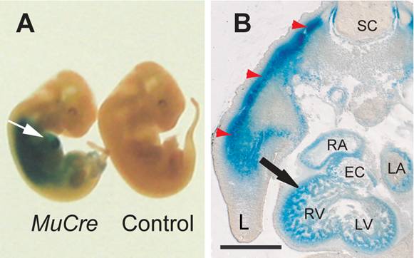 Int J Biol Sci Image