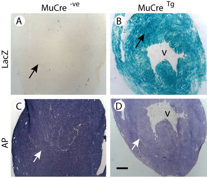 Int J Biol Sci Image