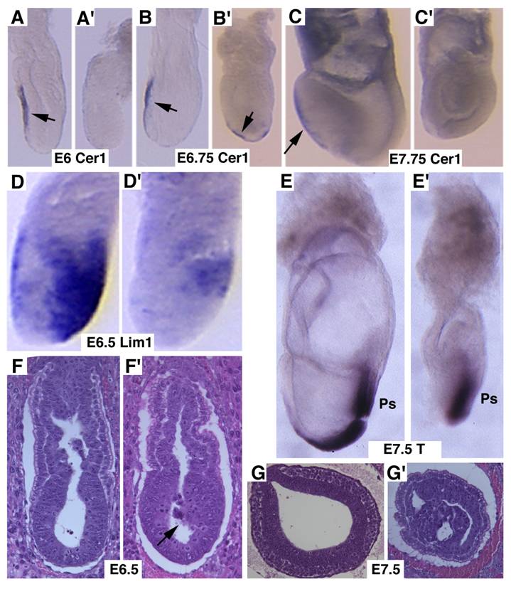 Int J Biol Sci Image