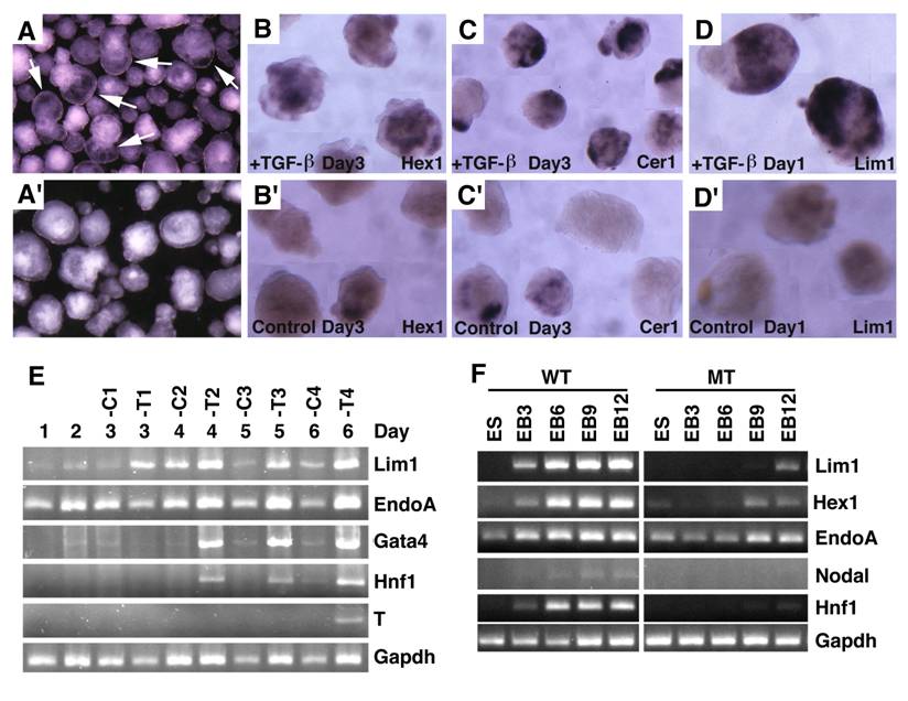 Int J Biol Sci Image