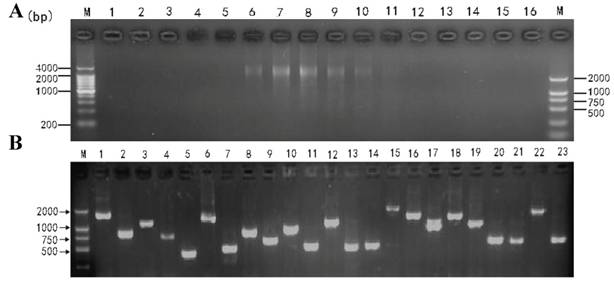 Int J Biol Sci Image