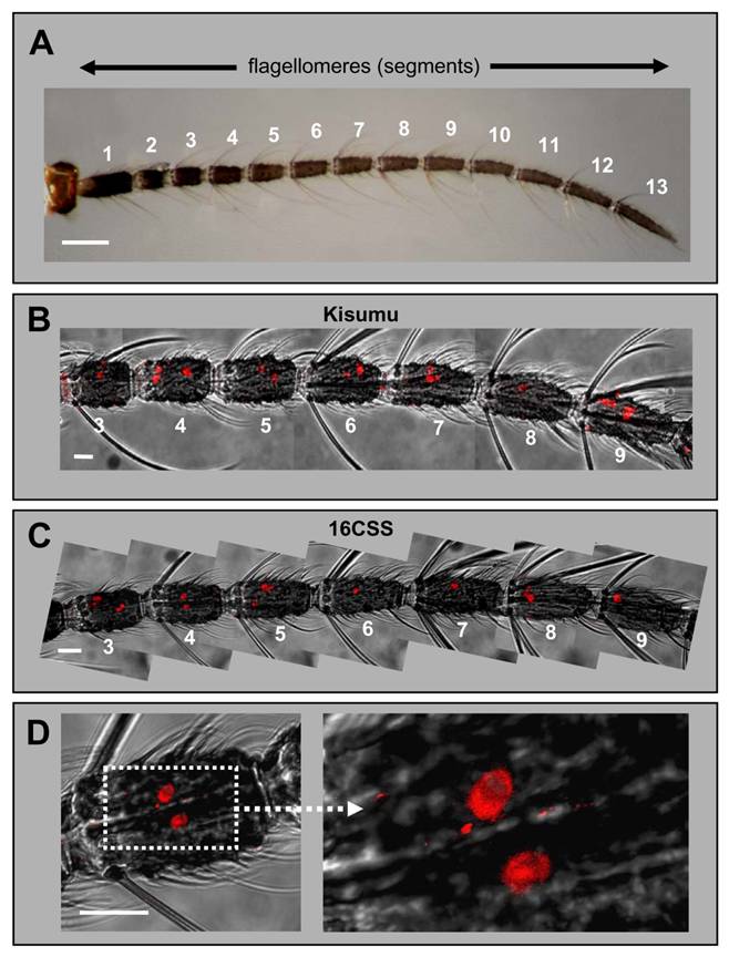 Int J Biol Sci Image