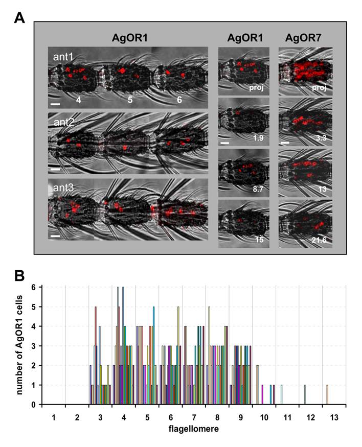 Int J Biol Sci Image