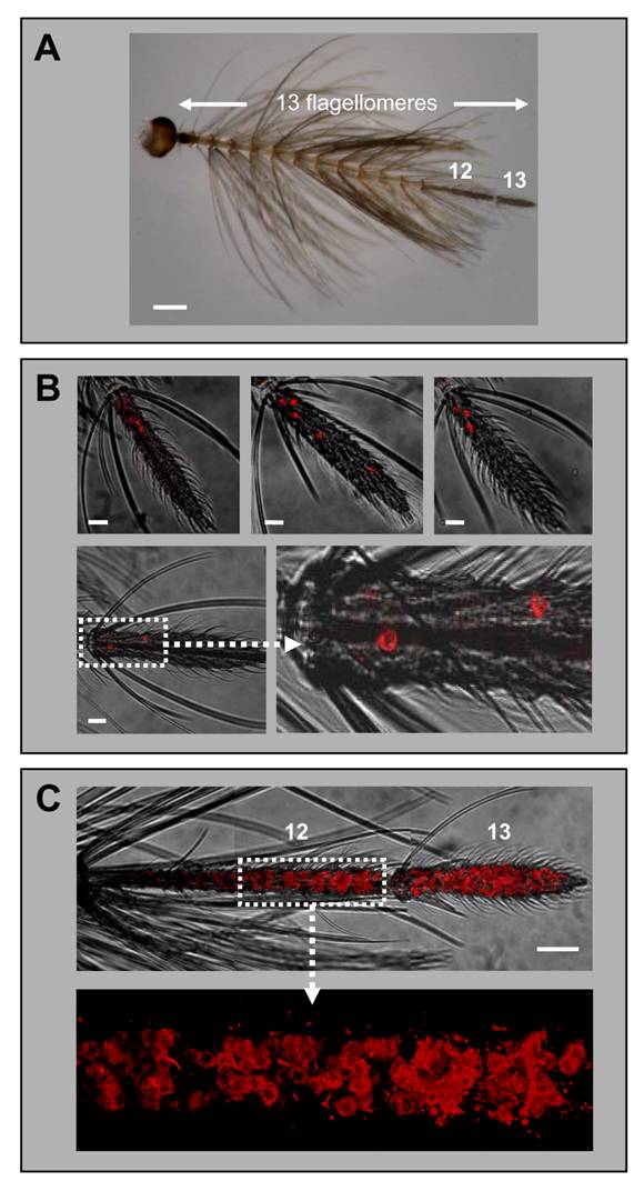 Int J Biol Sci Image