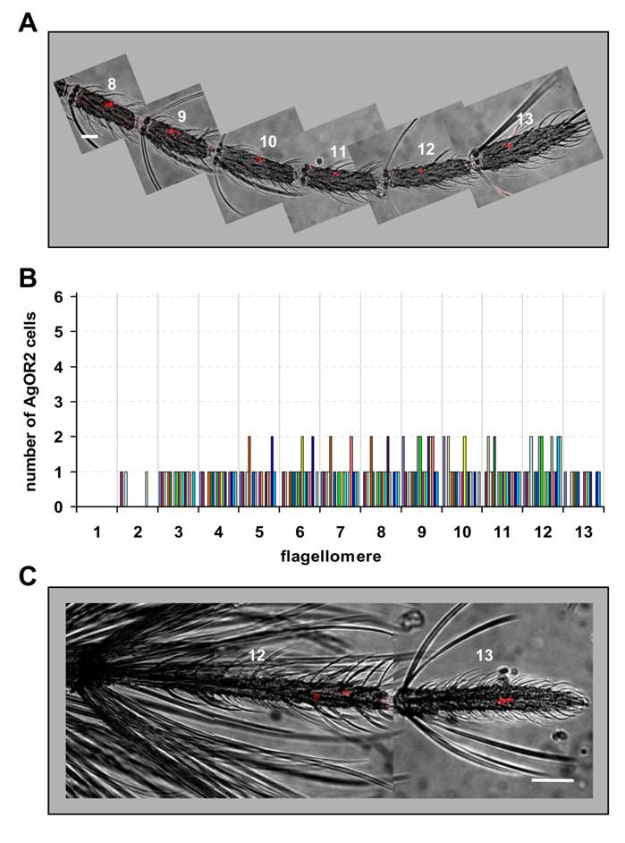 Int J Biol Sci Image