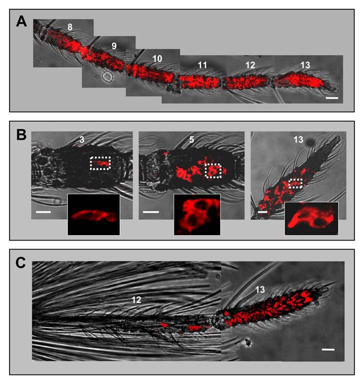 Int J Biol Sci Image