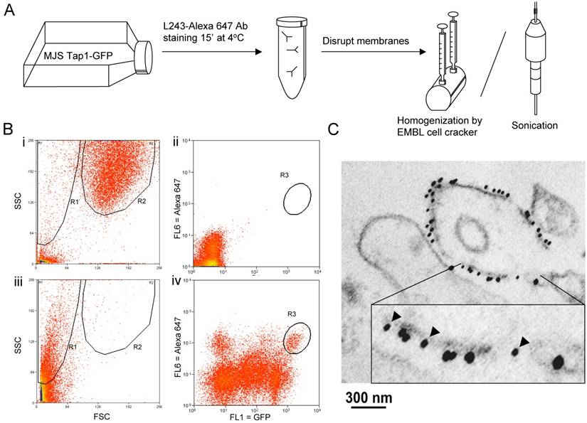 Int J Biol Sci Image