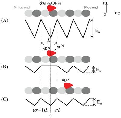 Int J Biol Sci Image