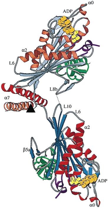 Int J Biol Sci Image