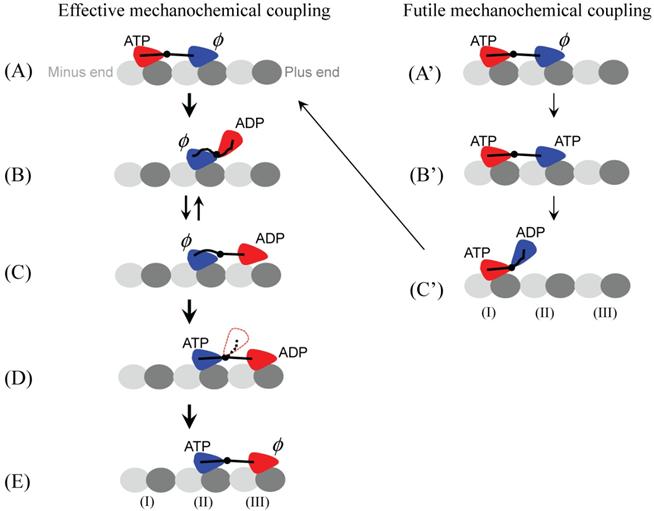 Int J Biol Sci Image