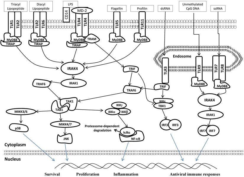 Int J Biol Sci Image