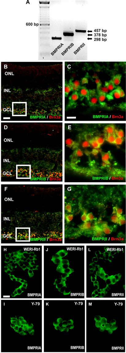 Int J Biol Sci Image