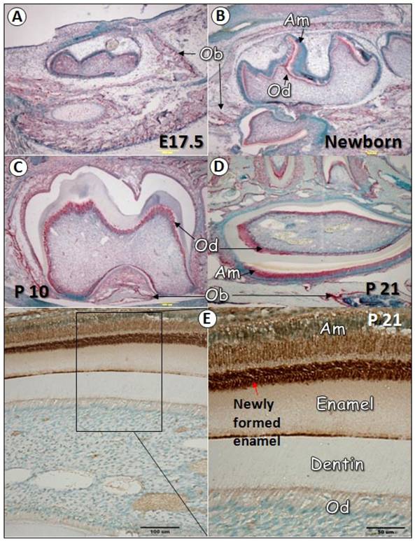 Int J Biol Sci Image