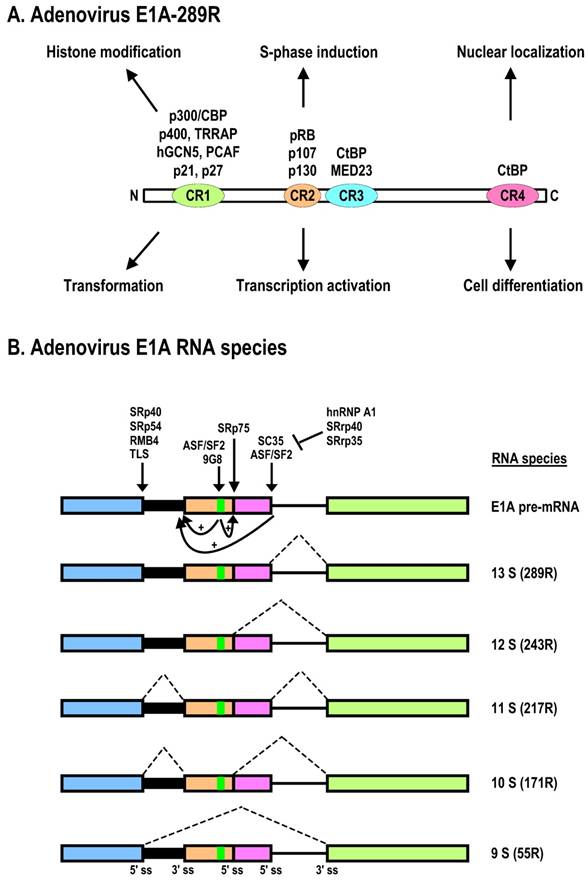 Int J Biol Sci Image