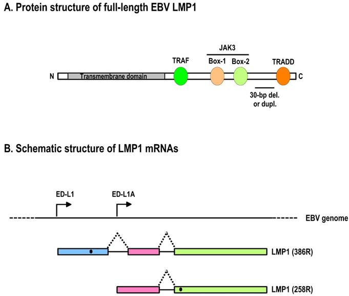 Int J Biol Sci Image