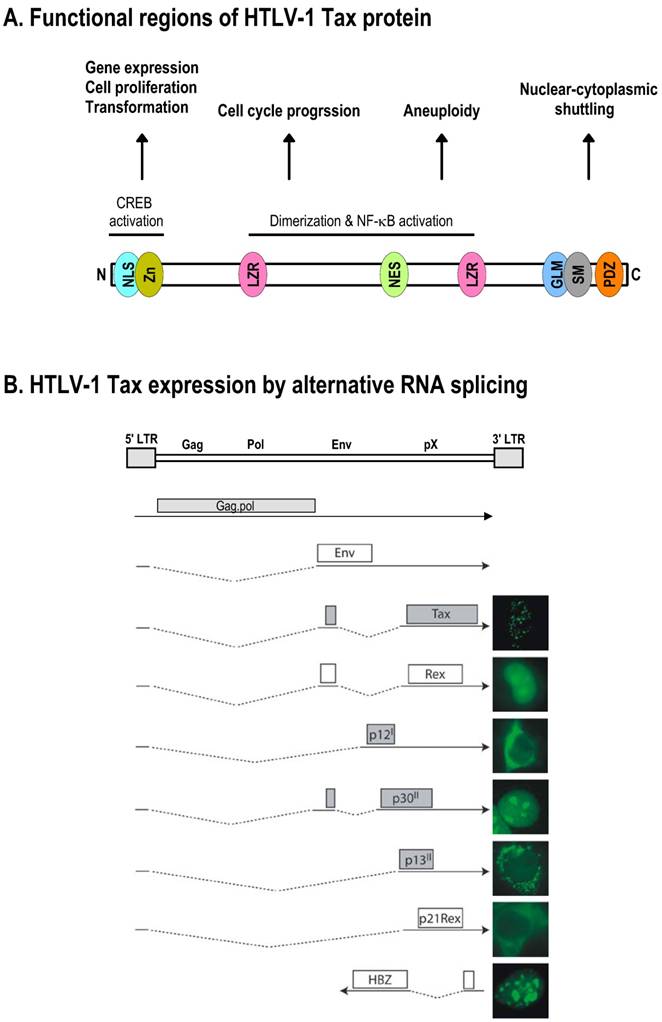 Int J Biol Sci Image