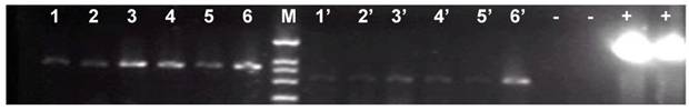 Int J Biol Sci Image