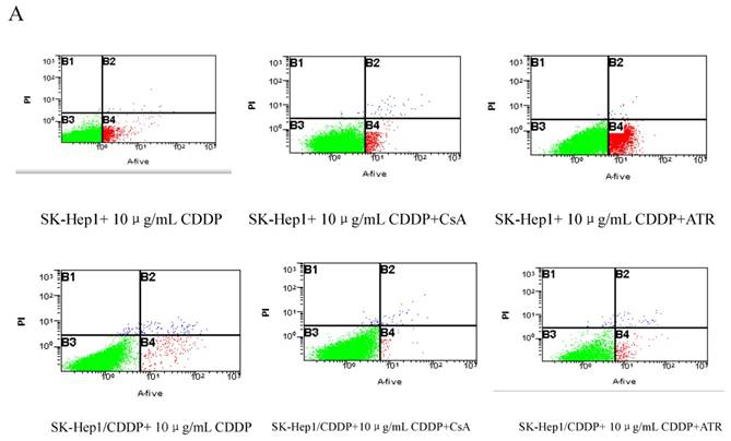 Int J Biol Sci Image