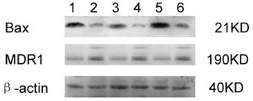 Int J Biol Sci Image