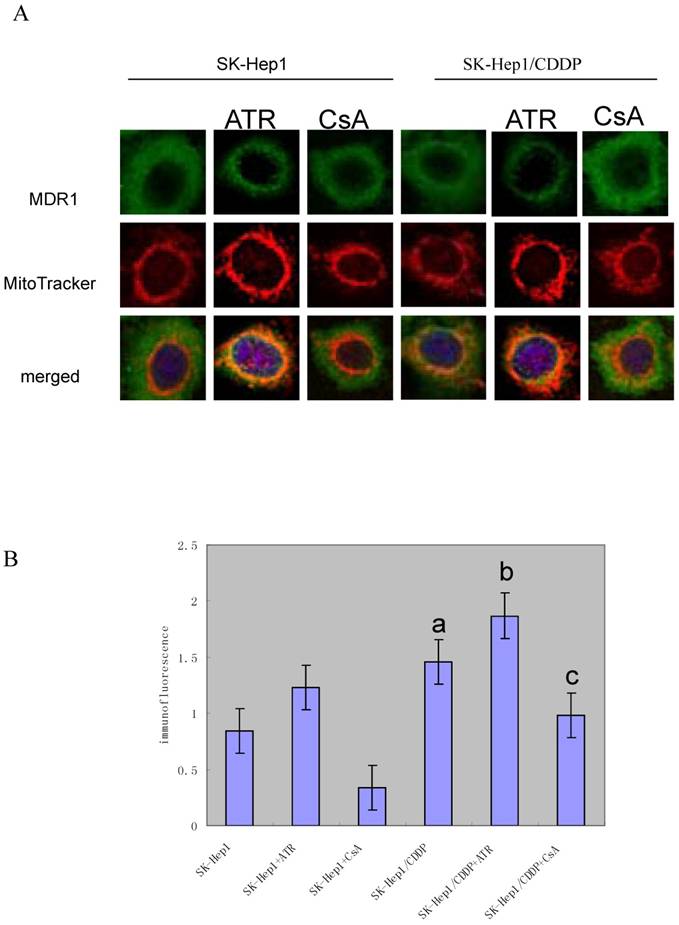 Int J Biol Sci Image