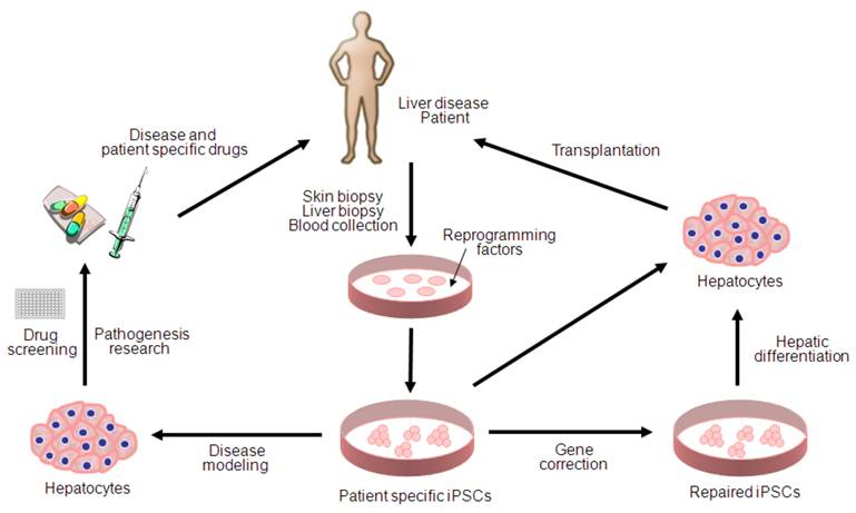 Int J Biol Sci Image