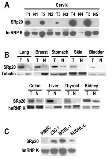 Int J Biol Sci Image