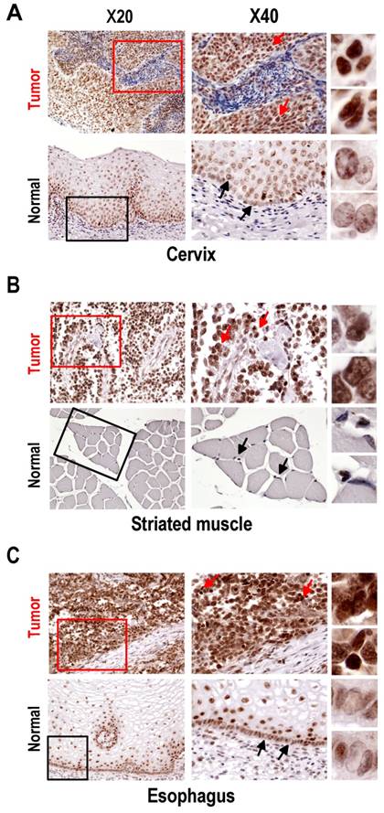 Int J Biol Sci Image