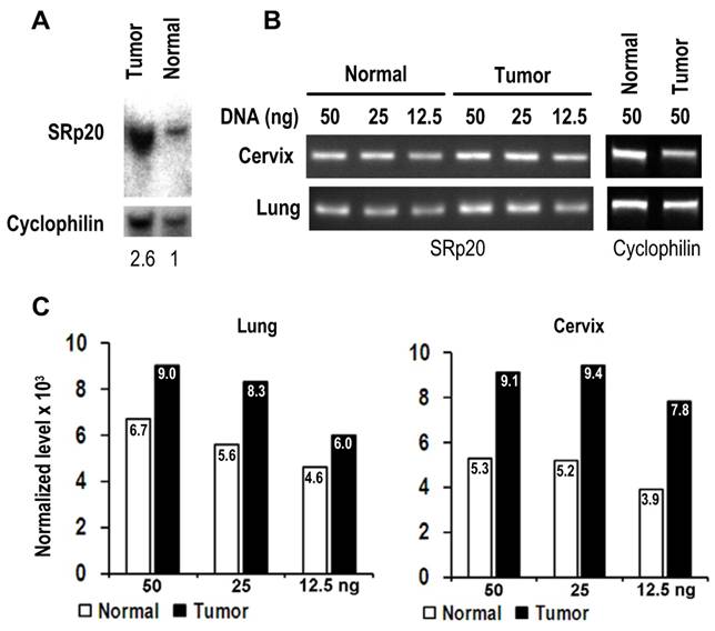 Int J Biol Sci Image