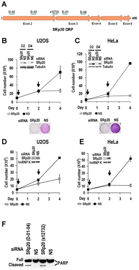 Int J Biol Sci Image