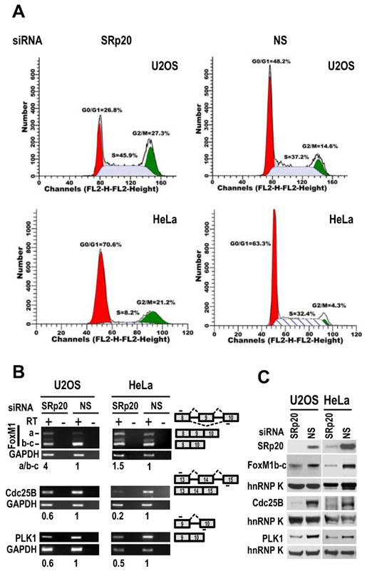 Int J Biol Sci Image