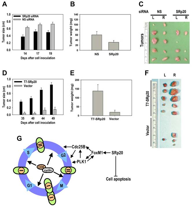 Int J Biol Sci Image