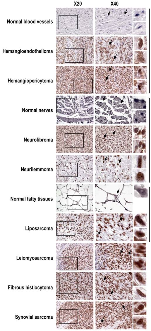 Int J Biol Sci Image