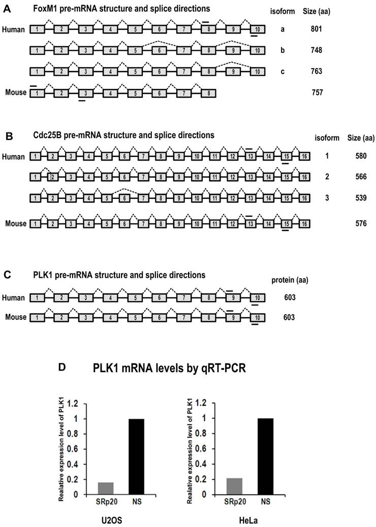 Int J Biol Sci Image