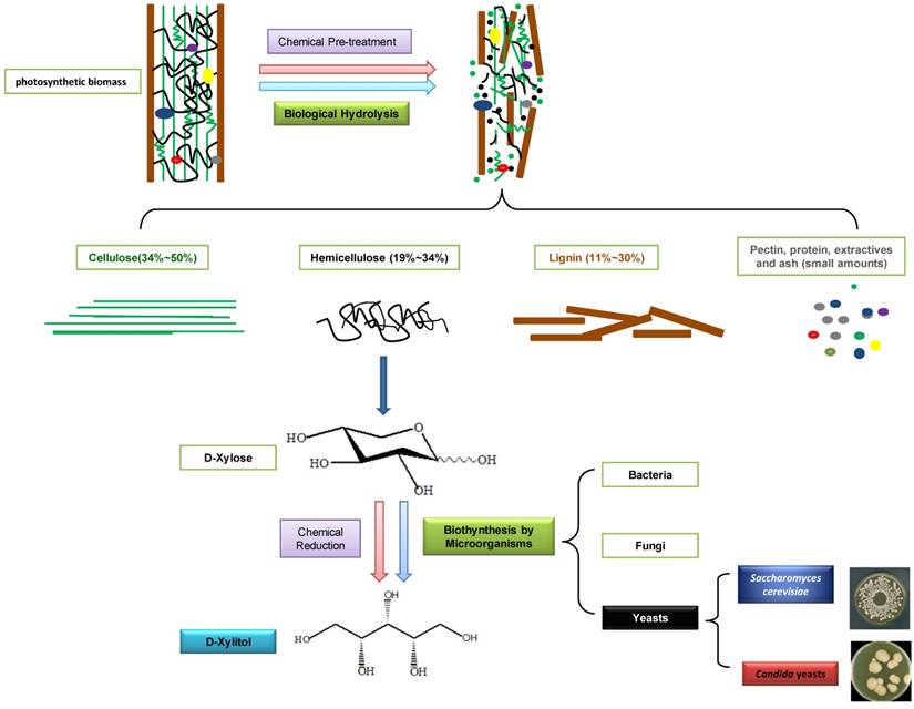 Int J Biol Sci Image