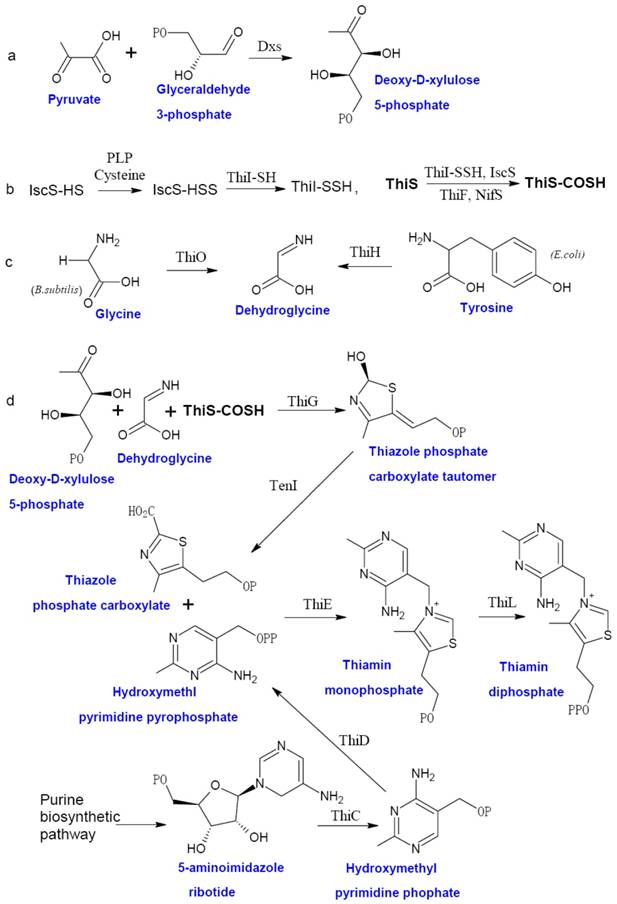 Int J Biol Sci Image