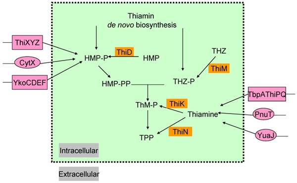 Int J Biol Sci Image