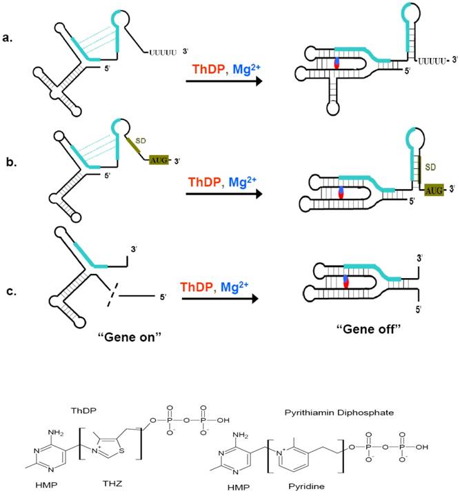 Int J Biol Sci Image