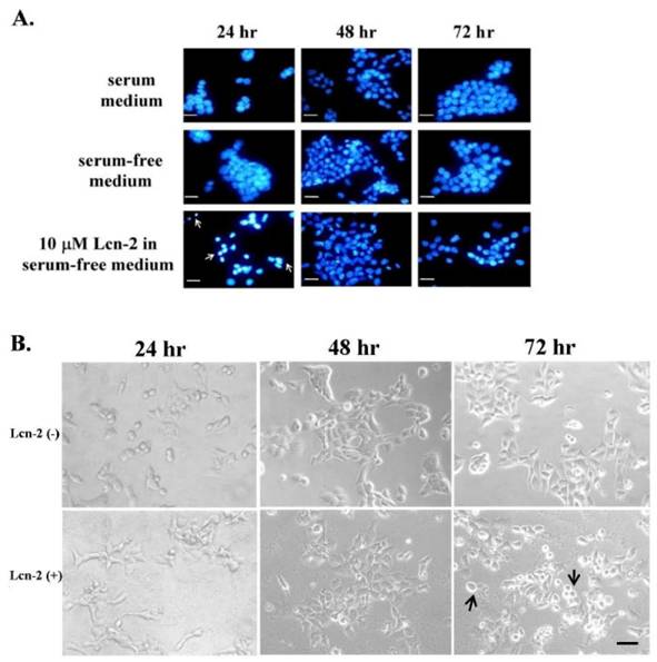 Int J Biol Sci Image