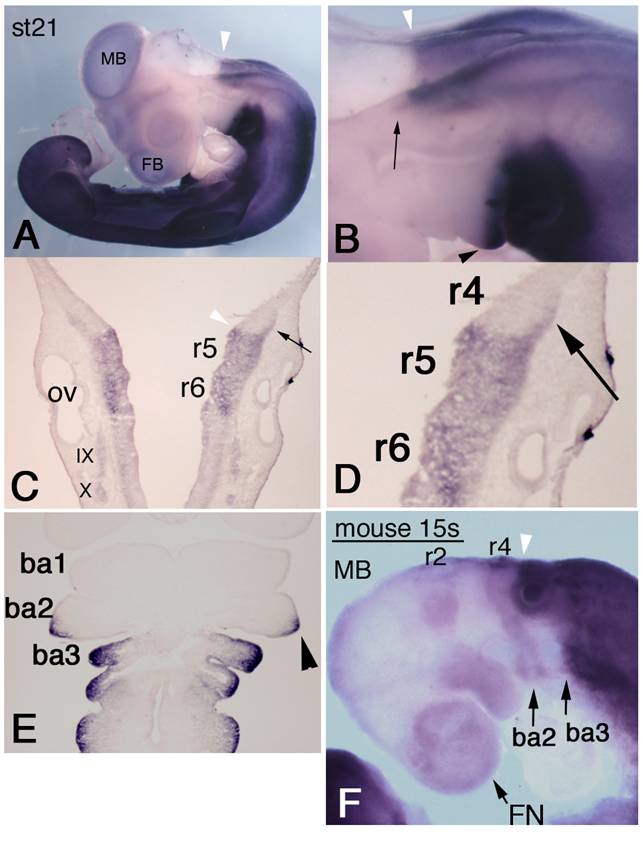 Int J Biol Sci Image