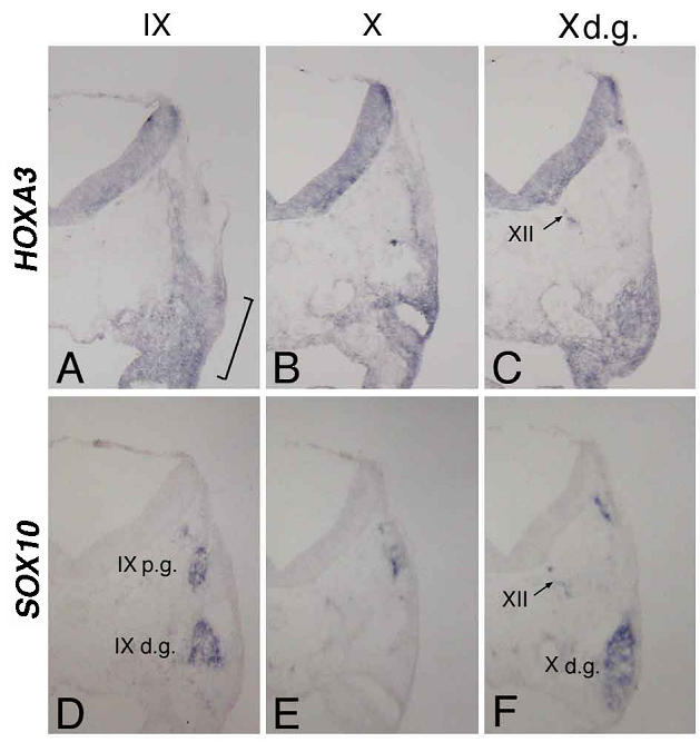 Int J Biol Sci Image