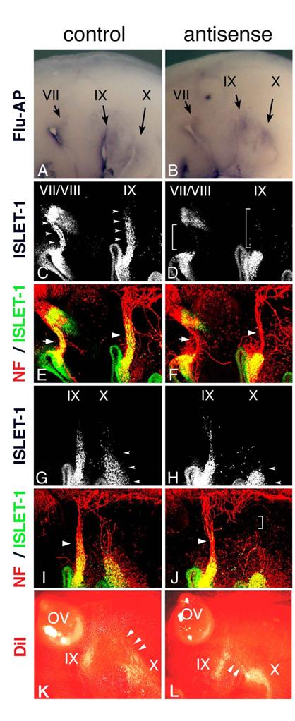 Int J Biol Sci Image