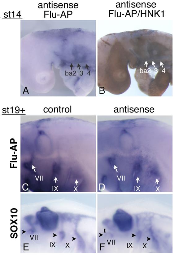 Int J Biol Sci Image