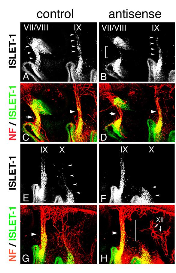 Int J Biol Sci Image