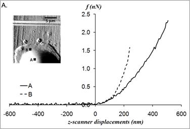 Int J Biol Sci Image