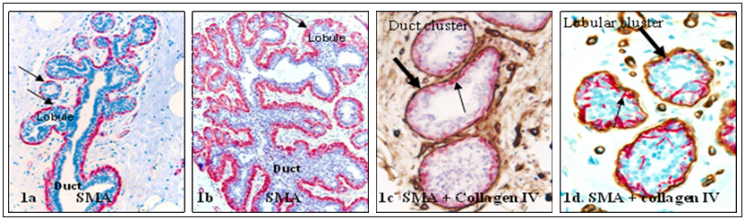 Int J Biol Sci Image