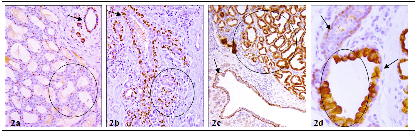 Int J Biol Sci Image